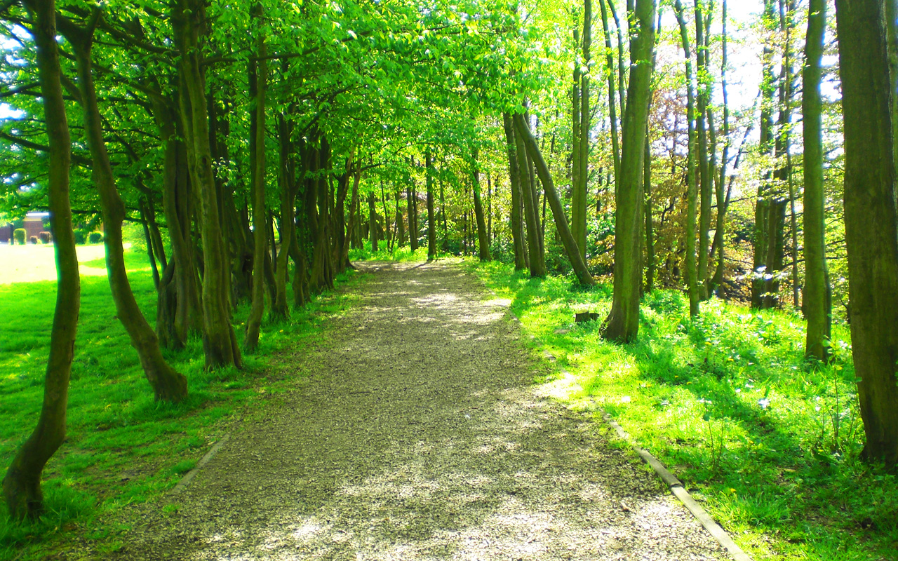 Wallpapers Nature Trees - Forests Sentier