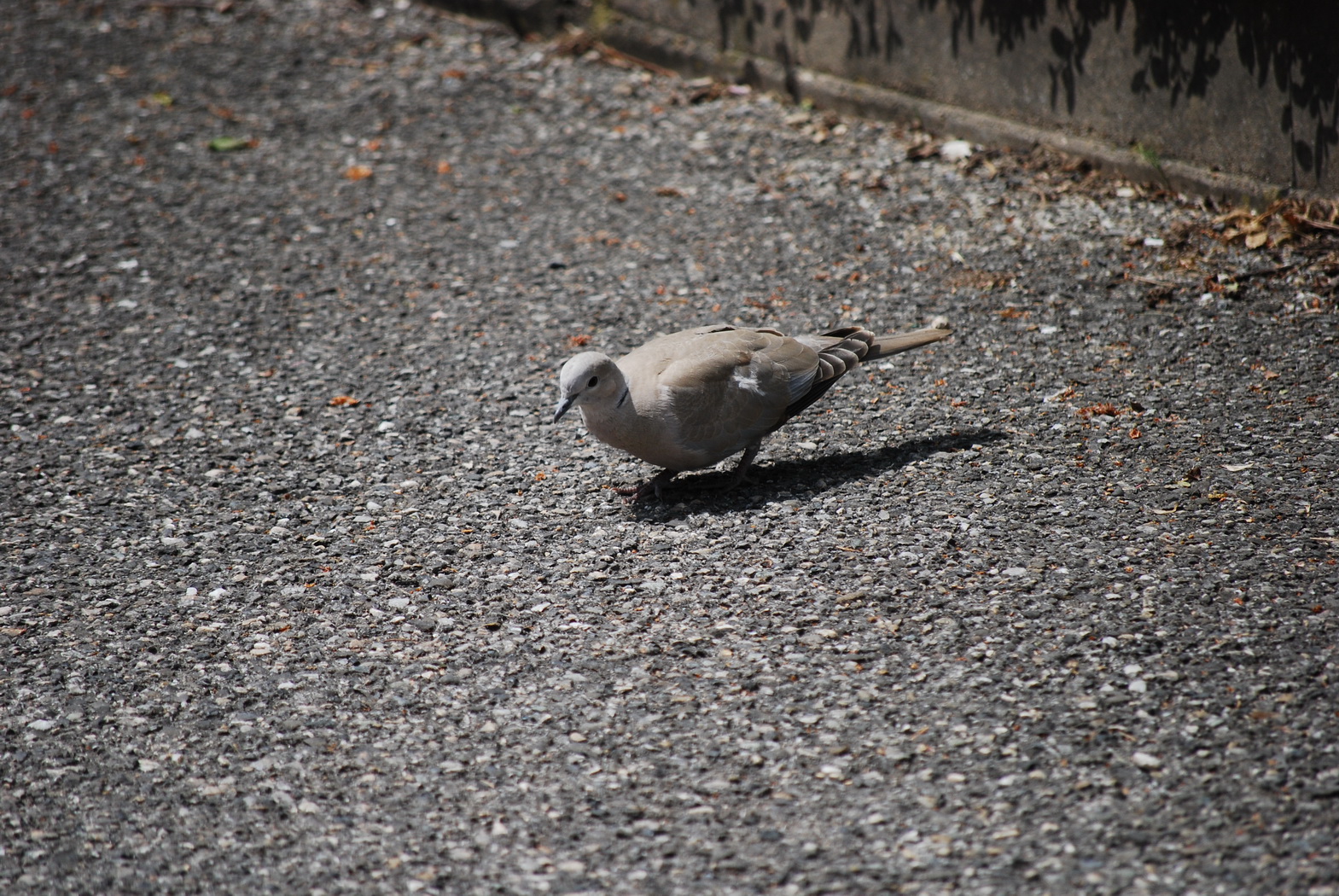 Wallpapers Animals Birds - Pigeons and Doves 