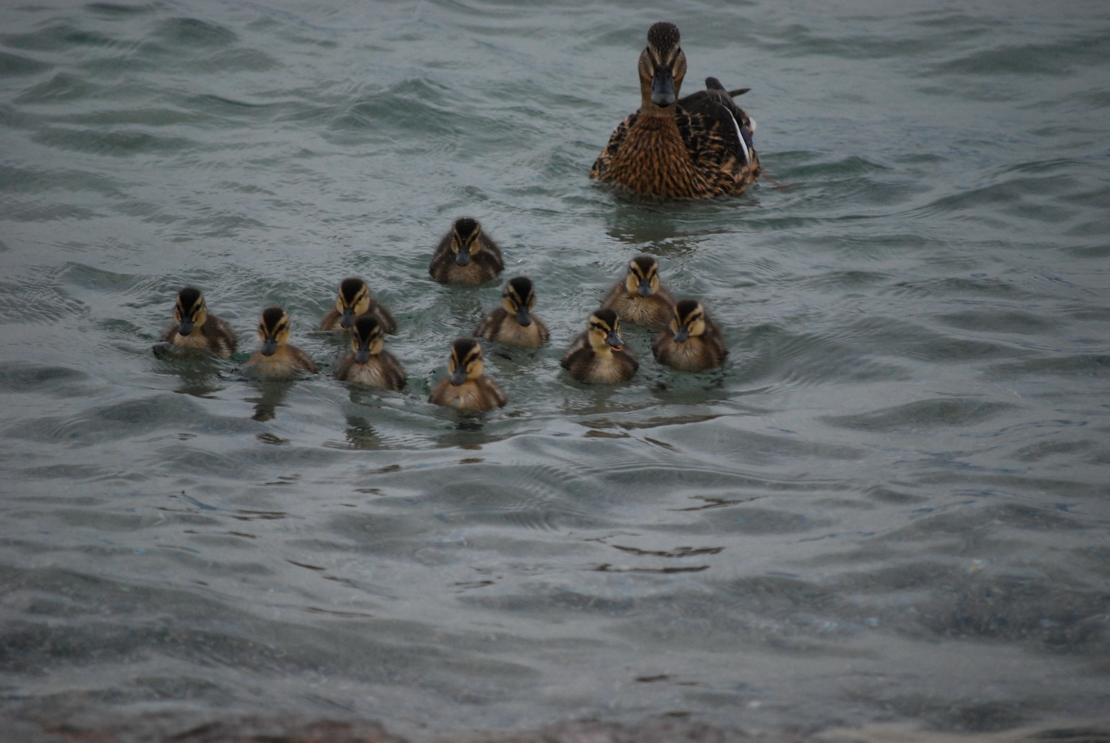 Fonds d'cran Animaux Oiseaux - Canards Famille canard