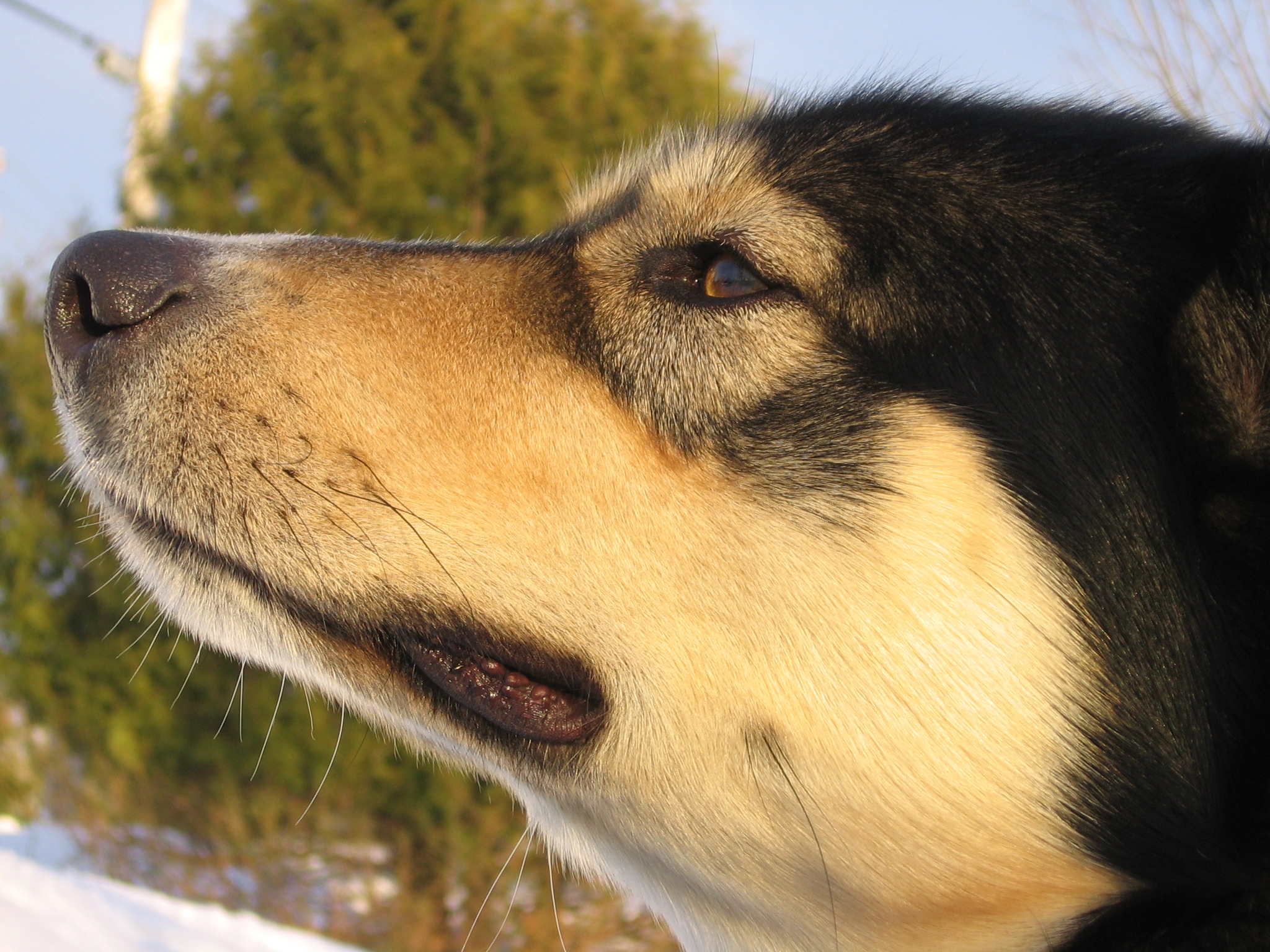 Fonds d'cran Animaux Chiens Mugen