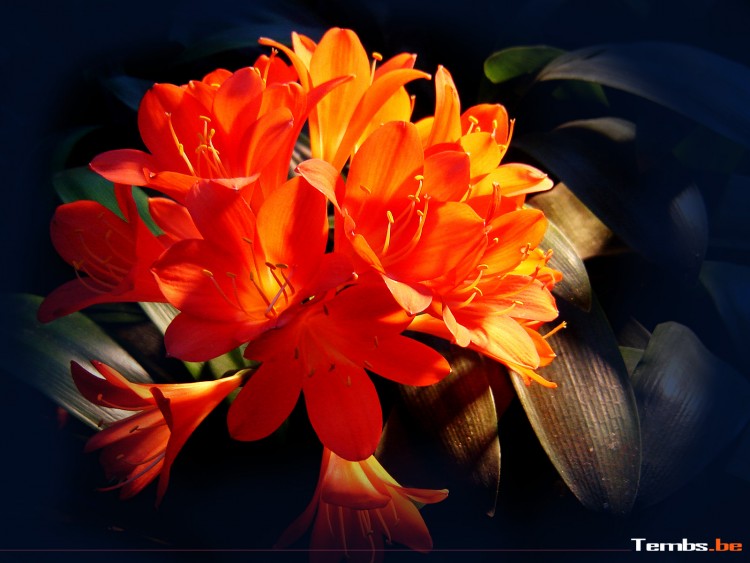 Wallpapers Nature Flowers Fleur Orange