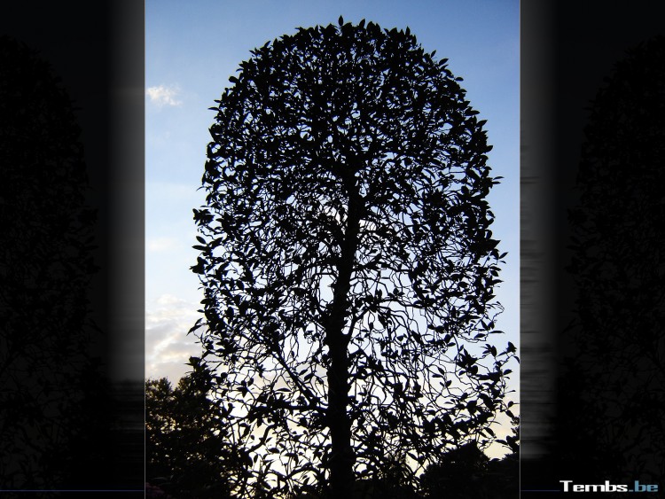 Fonds d'cran Nature Arbres - Forts Arbre Contre Jour