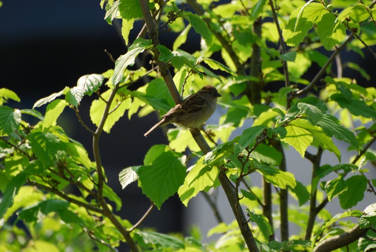 Fonds d'cran Animaux Oiseaux - Moineaux moineau dans les arbres