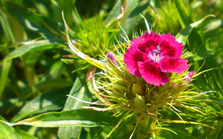 Wallpapers Nature Flowers Pink