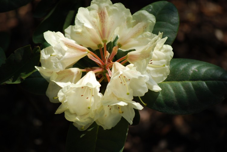 Wallpapers Nature Flowers jolie fleurs blanches