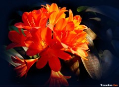 Fonds d'cran Nature Fleur Orange