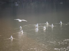 Fonds d'cran Animaux Image sans titre N203029