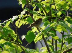 Wallpapers Animals moineau dans les arbres