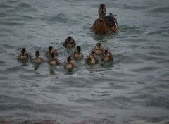 Wallpapers Animals Famille canard