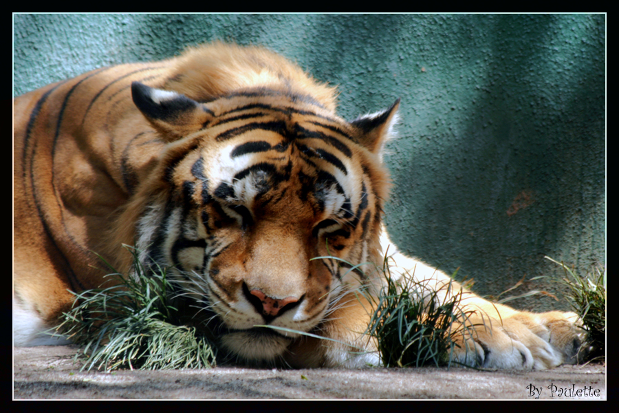 Wallpapers Animals Felines - Tigers tigre