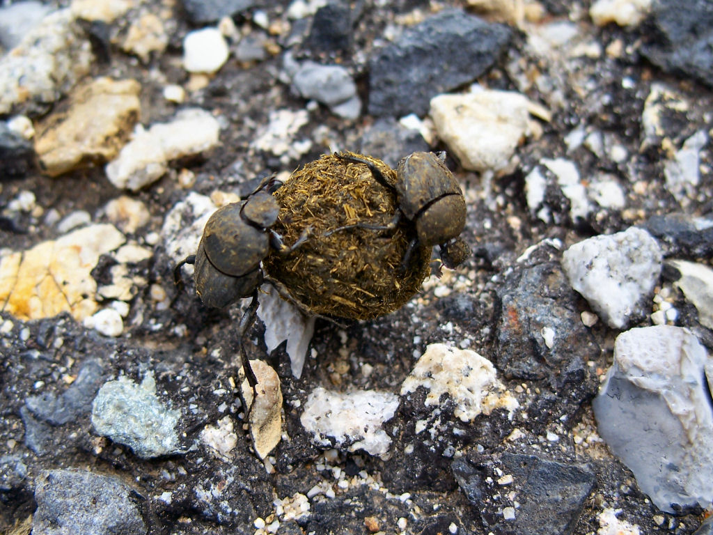 Fonds d'cran Animaux Insectes - Scarabes Bousiers