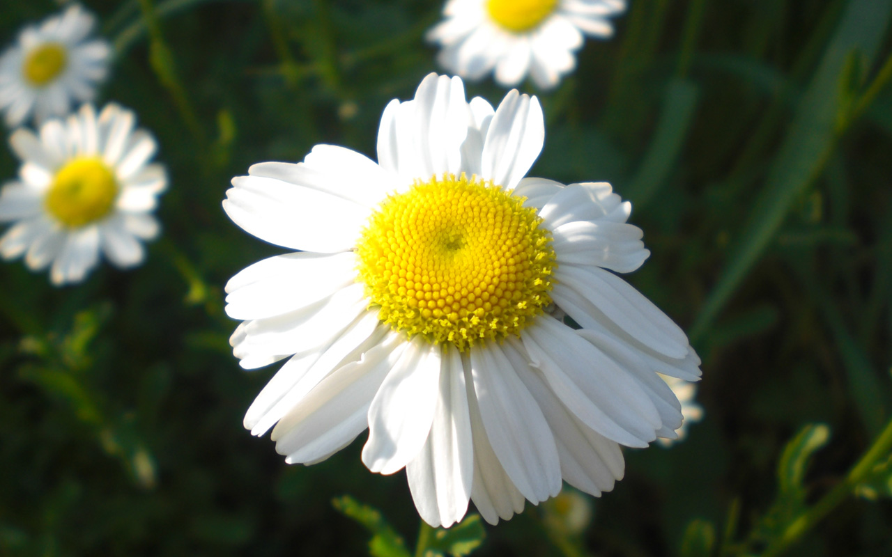 Wallpapers Nature Flowers Margueritte 2