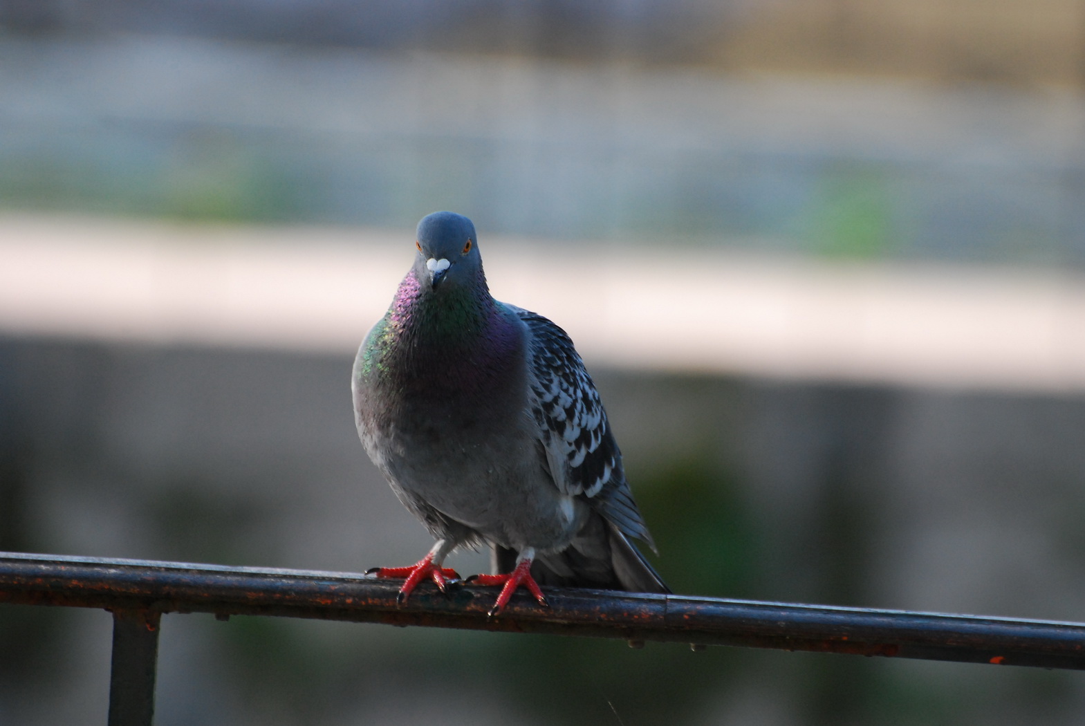 Fonds d'cran Animaux Oiseaux - Pigeons et Tourterelles Pigeon poseur