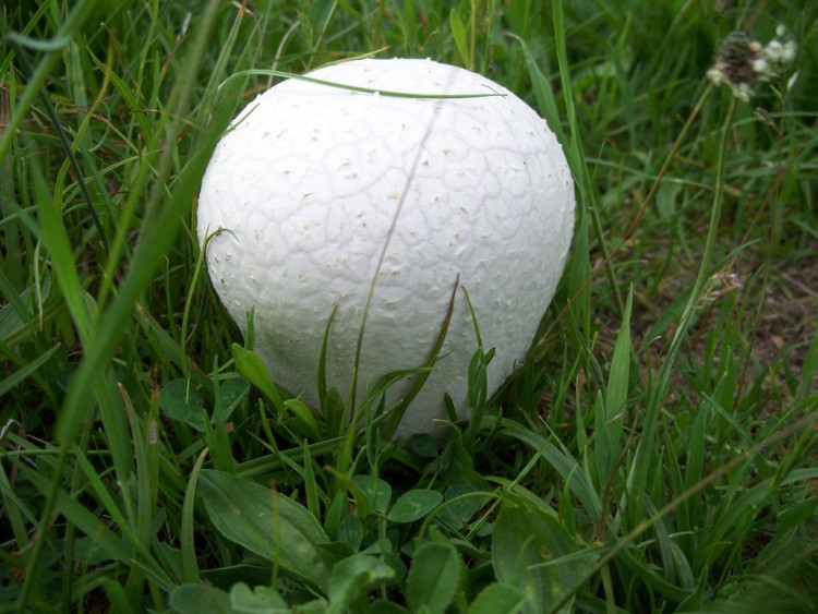 Wallpapers Nature Mushrooms Vesse de loup