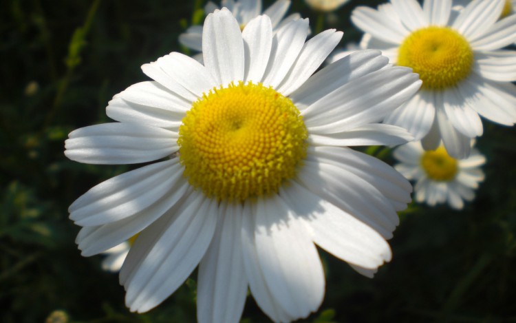 Wallpapers Nature Flowers Margueritte 1