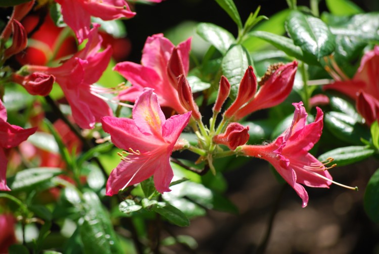 Wallpapers Nature Flowers Autres jolies fleurs roses