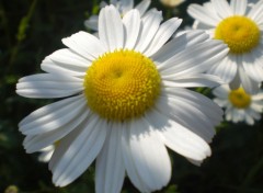 Wallpapers Nature Margueritte 1