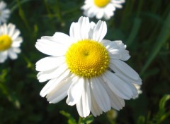 Fonds d'cran Nature Margueritte 2