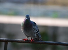 Wallpapers Animals Pigeon poseur