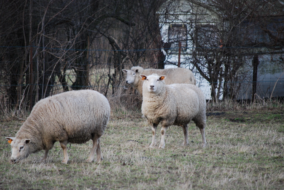 Wallpapers Animals Sheeps 