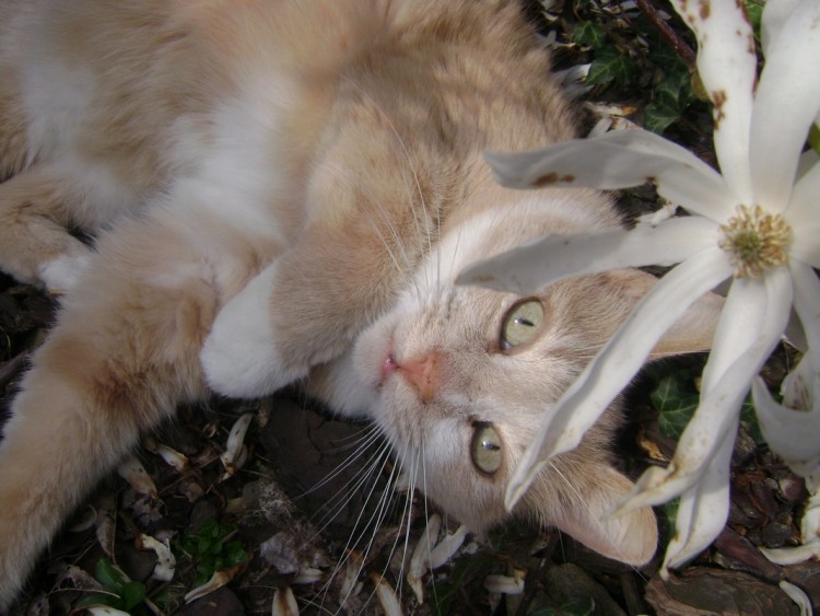 Fonds d'cran Animaux Chats - Chatons Petit chat avec une fleur