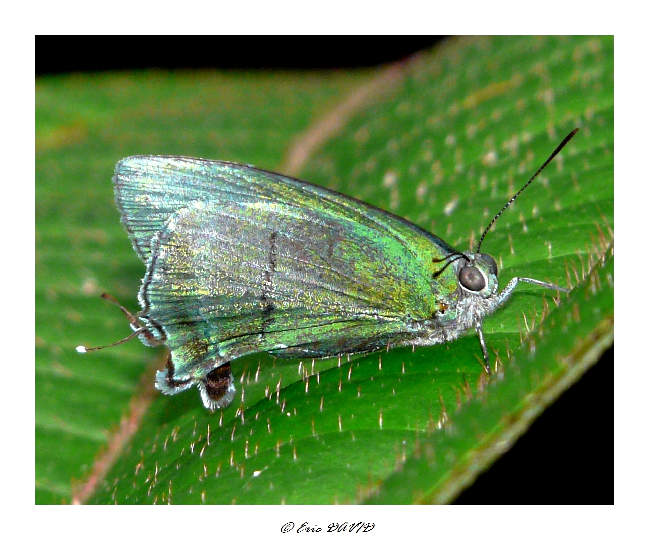 Fonds d'cran Animaux Insectes - Papillons Iris