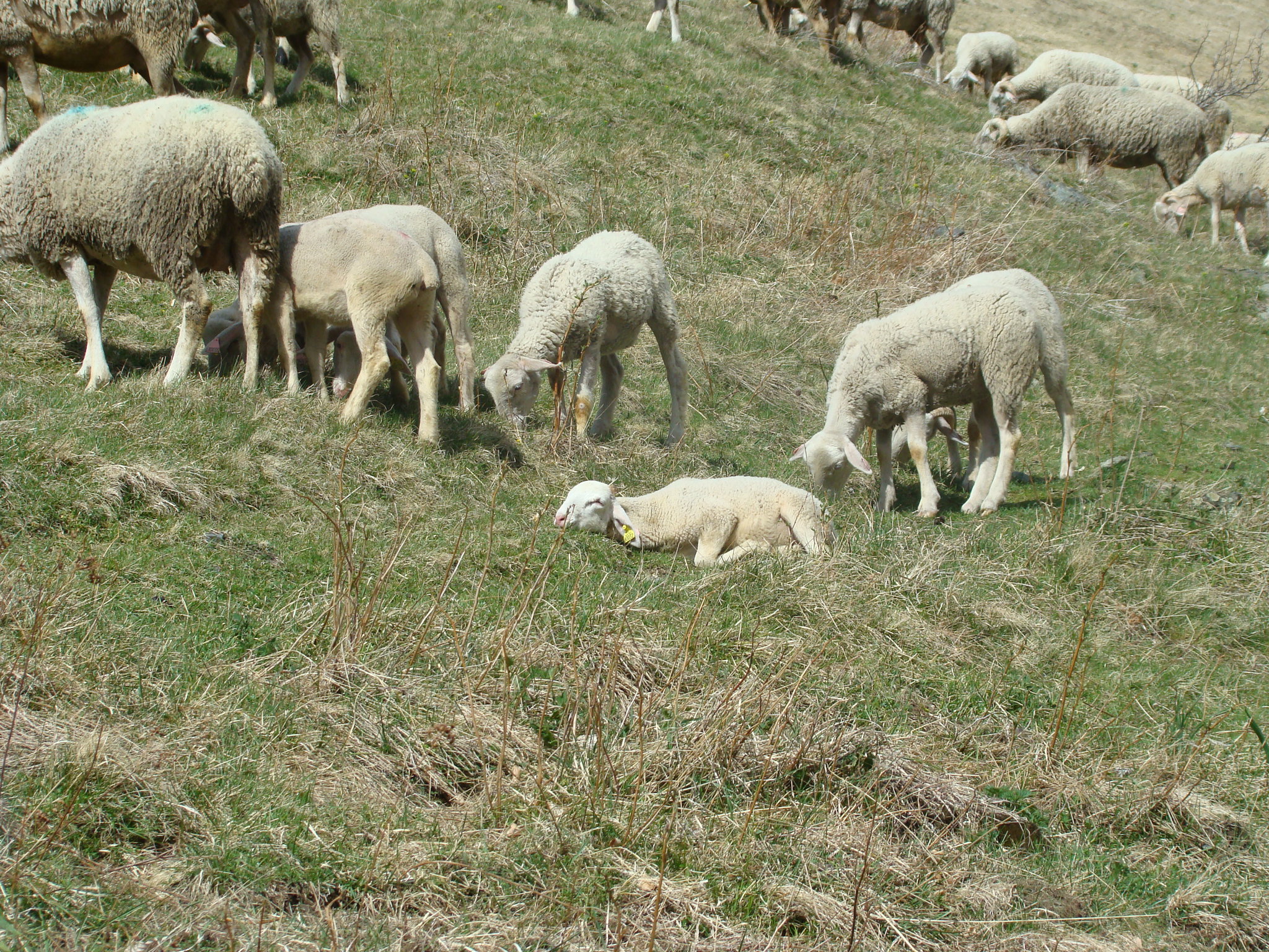 Wallpapers Animals Sheeps La sieste