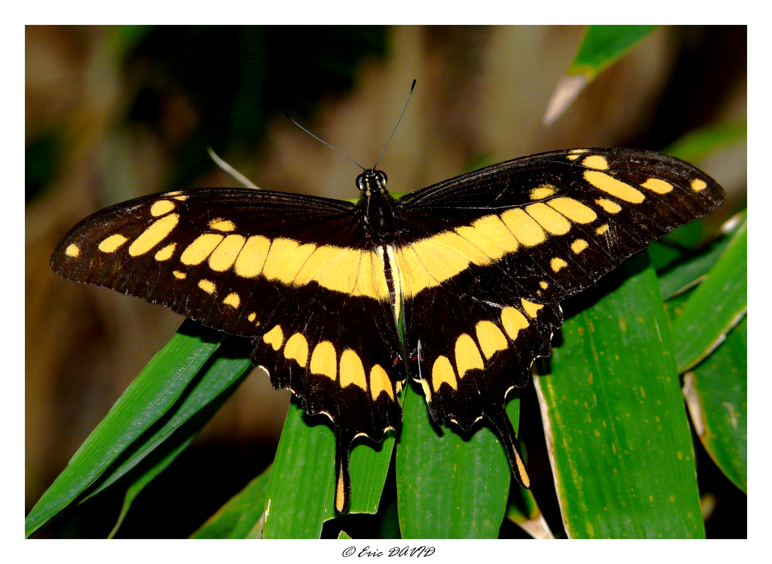 Fonds d'cran Animaux Insectes - Papillons Machaon