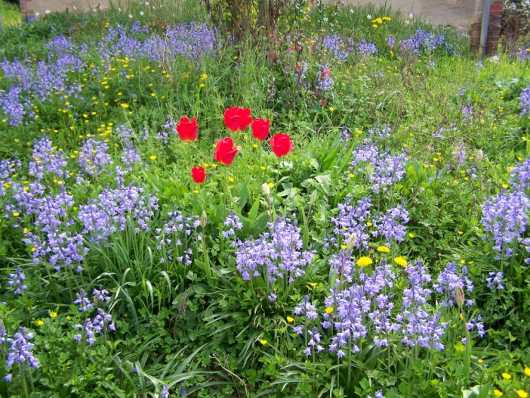 Fonds d'cran Nature Fleurs Fleurs