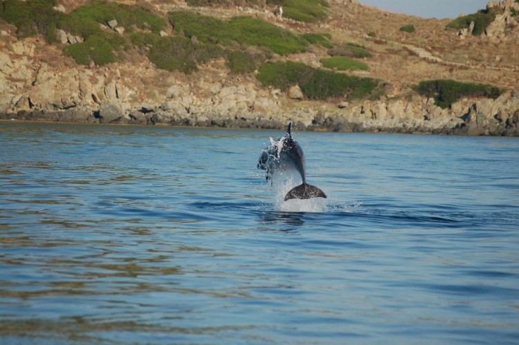 Fonds d'cran Animaux Vie marine - Dauphins corse