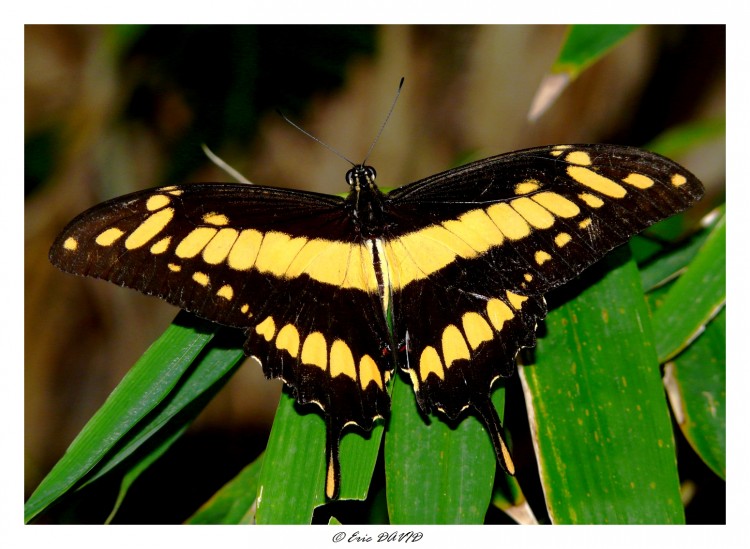 Wallpapers Animals Insects - Butterflies Machaon