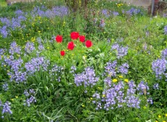 Fonds d'cran Nature Fleurs