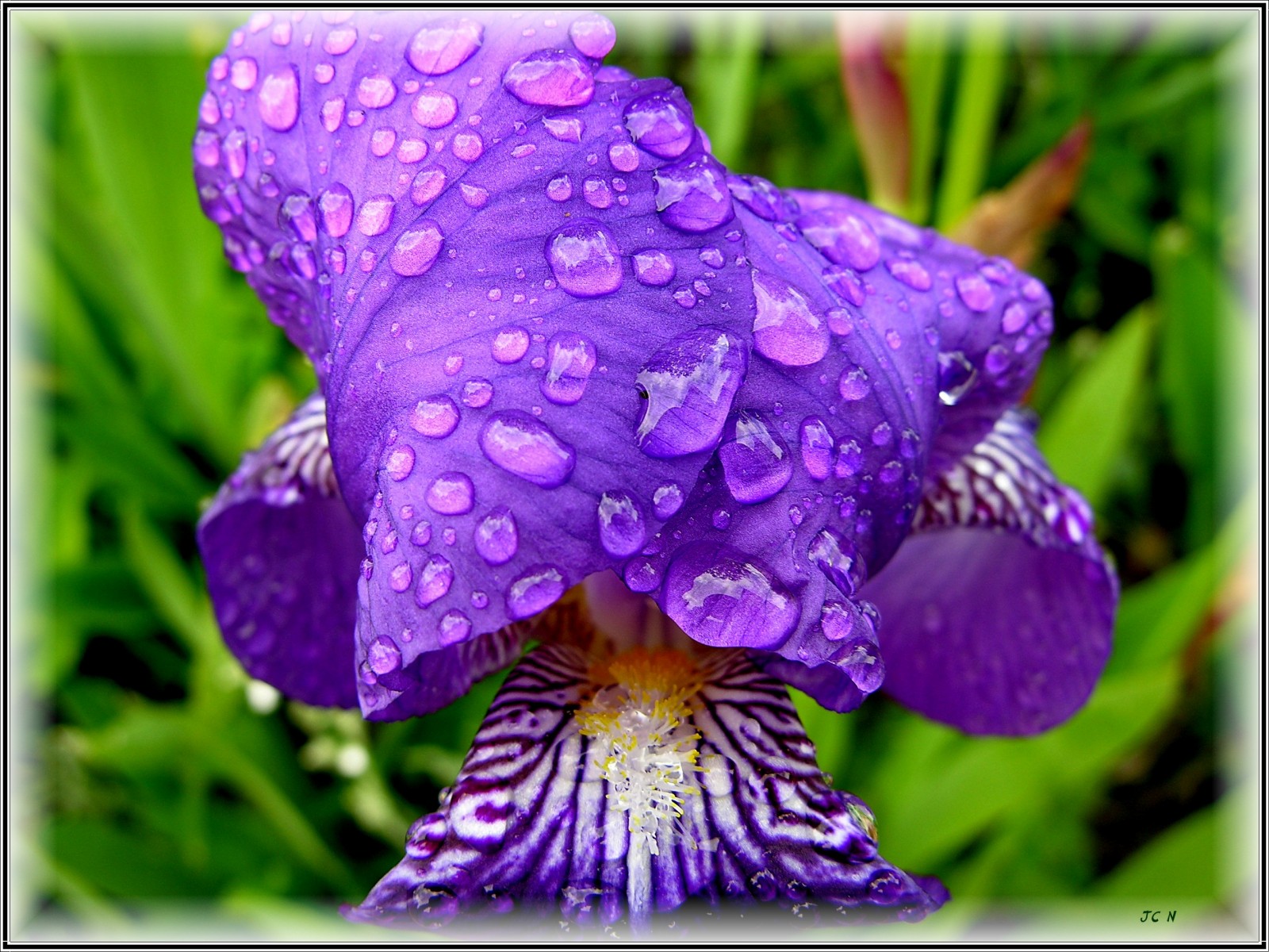 Fonds d'cran Nature Fleurs Iris