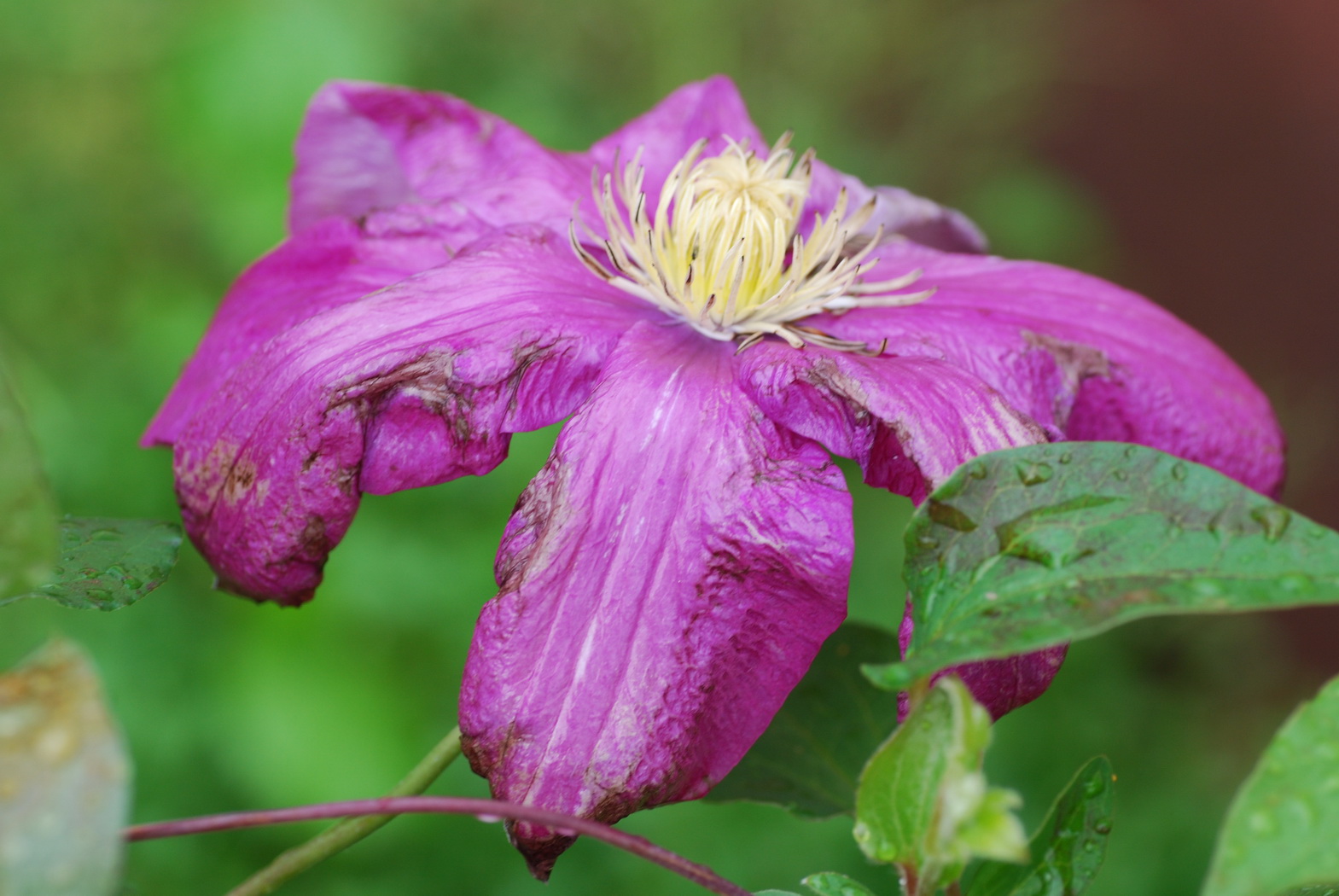 Fonds d'cran Nature Fleurs petite fleur rose fonce