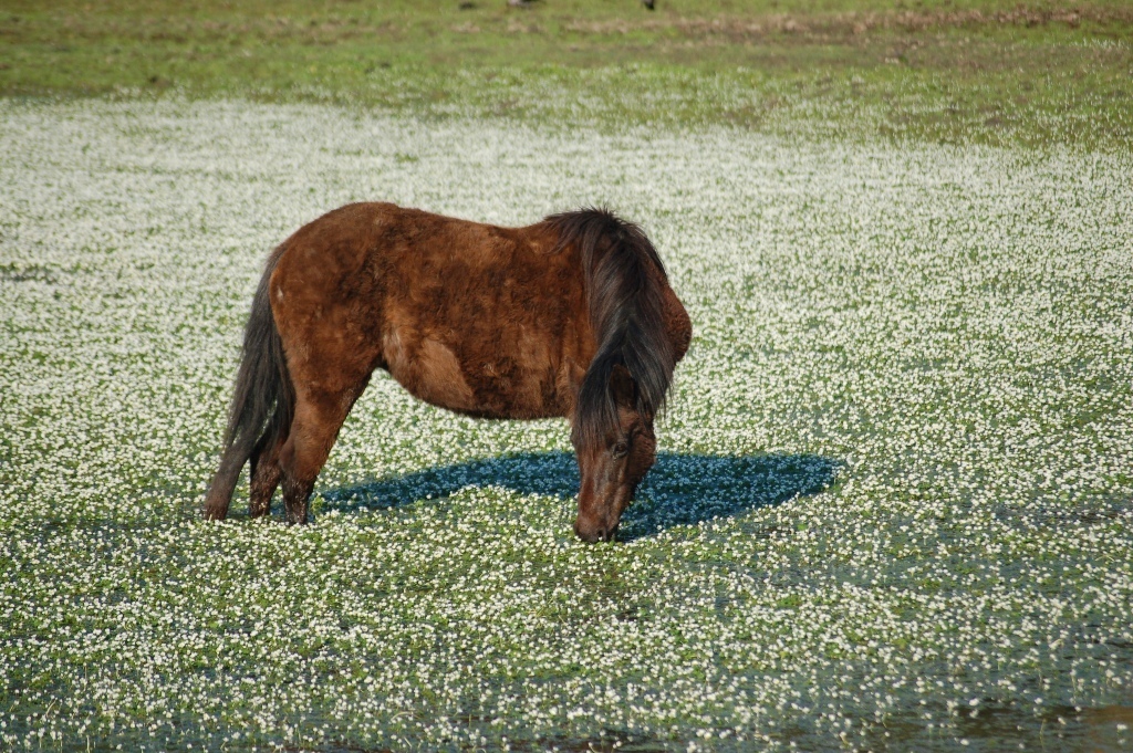 Fonds d'cran Animaux Chevaux corse