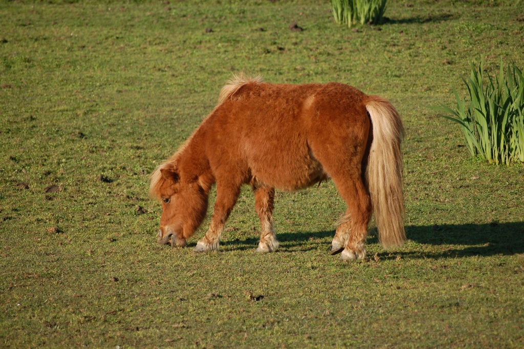 Wallpapers Animals Horses  CORSE