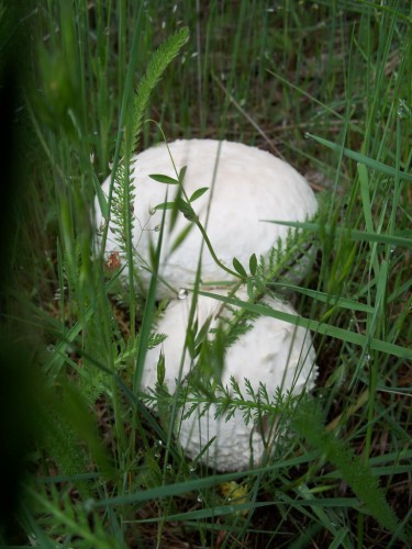 Fonds d'cran Nature Champignons vesse de loup