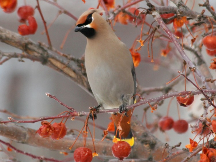 Fonds d'cran Animaux Oiseaux - Divers Jaseur Boral