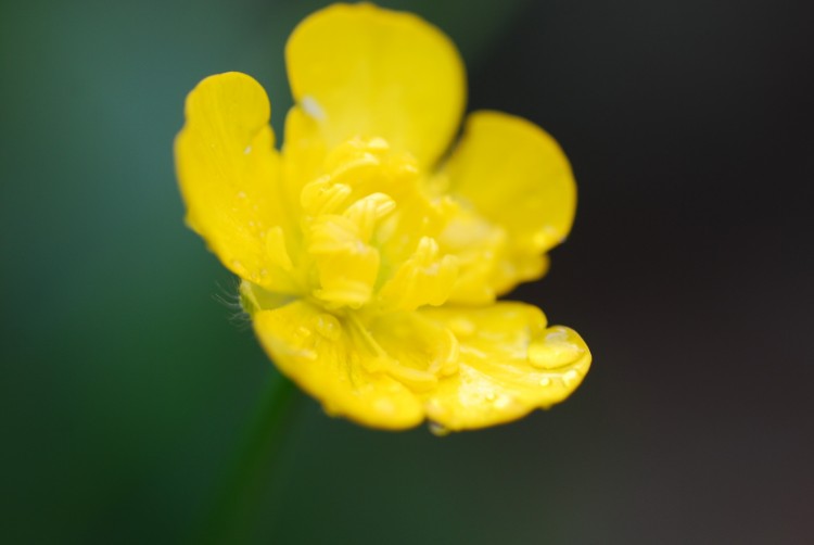 Wallpapers Nature Flowers belle petite fleur jaune