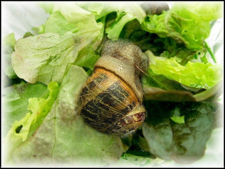 Fonds d'cran Animaux Escargots - Limaces Casse Croute