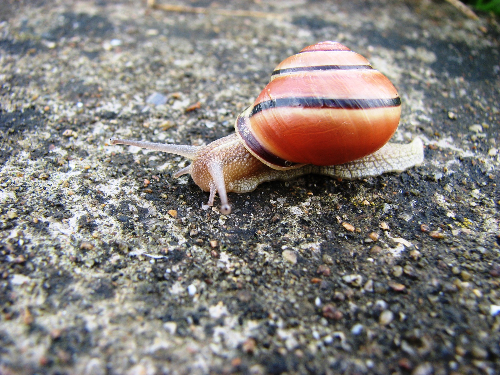 Wallpapers Animals Snails - Slugs ESCARGOT