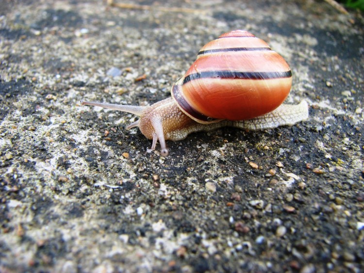 Fonds d'cran Animaux Escargots - Limaces ESCARGOT