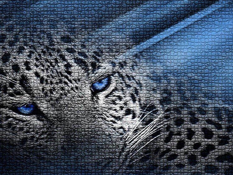 Wallpapers Animals Felines - Leopards leopard