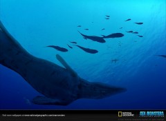 Fonds d'cran Animaux tylosaurus