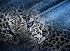 Wallpapers Animals leopard