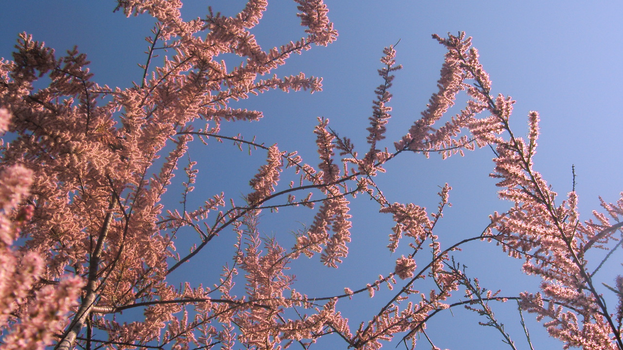 Wallpapers Nature Flowers le tamaris qui rit