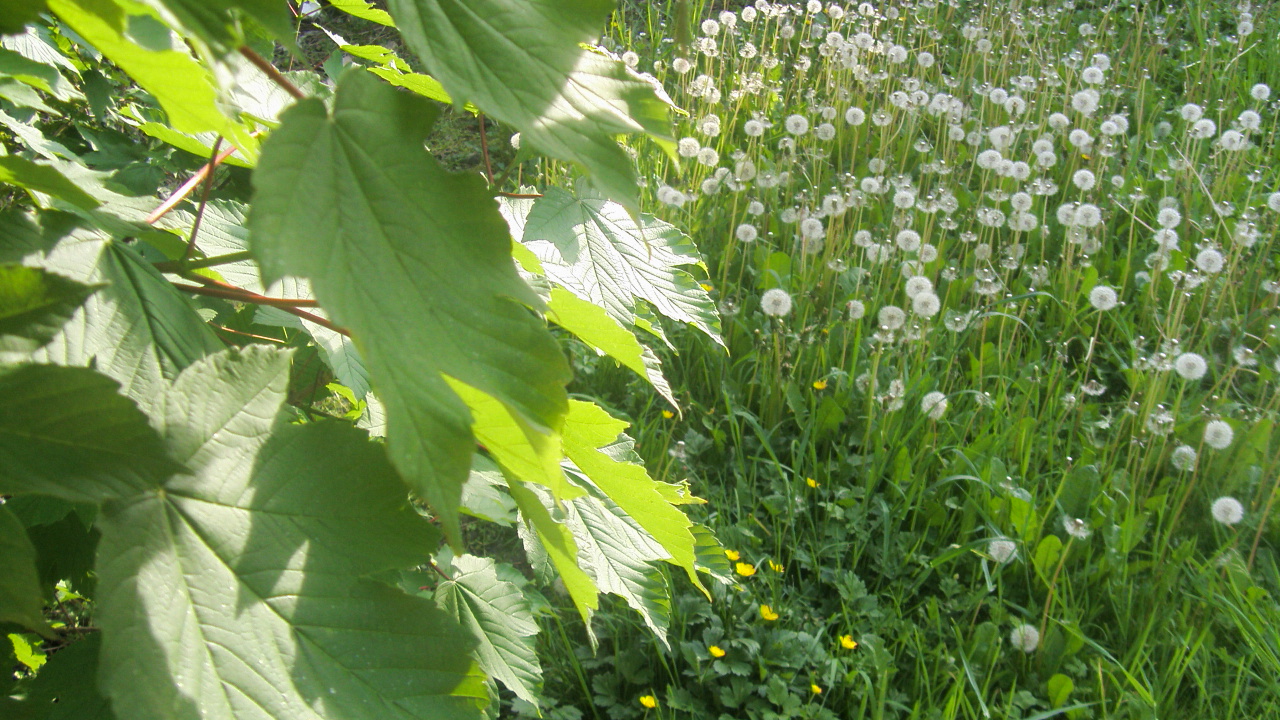 Fonds d'cran Nature Champs - Prairies les feuilles de platane discutent avec le pissenlit