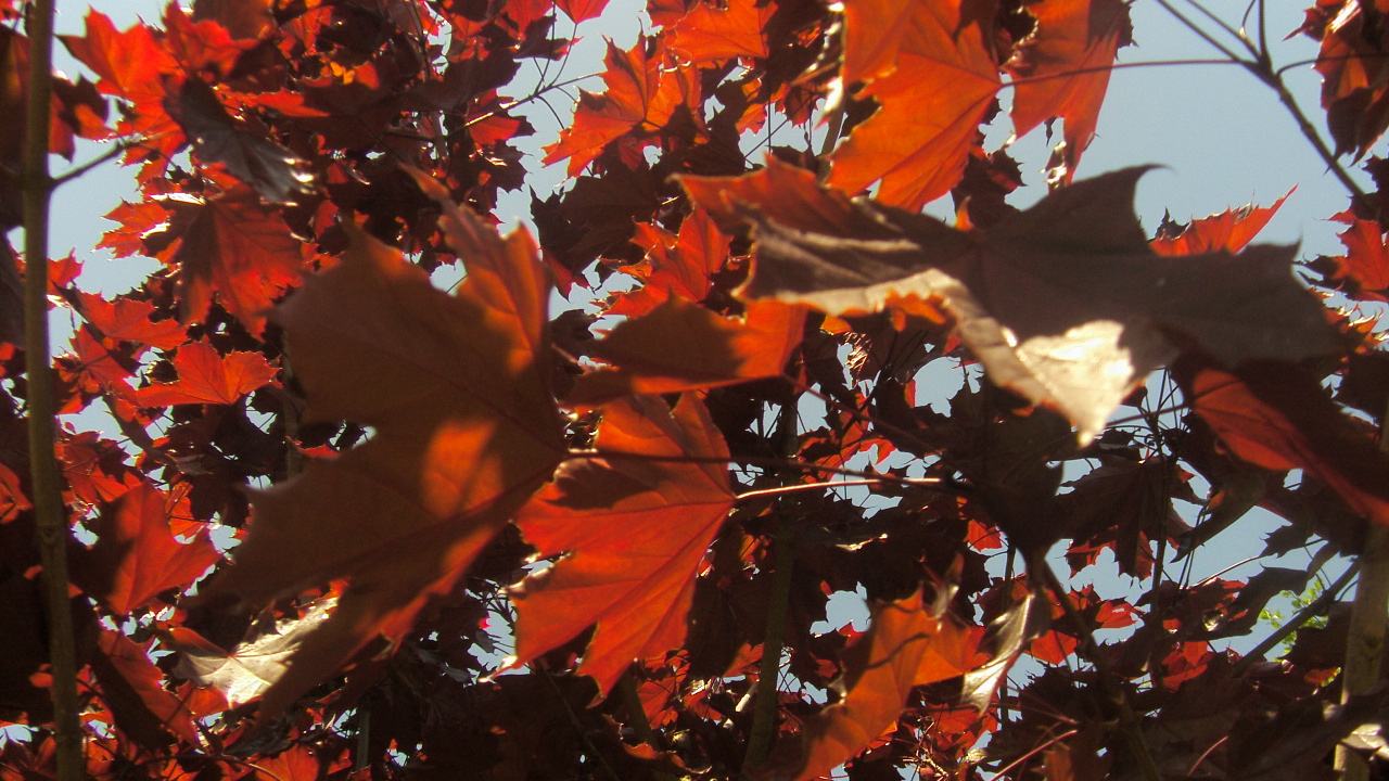 Fonds d'cran Nature Feuilles - Feuillages les feuilles en sont rouge de bonheur