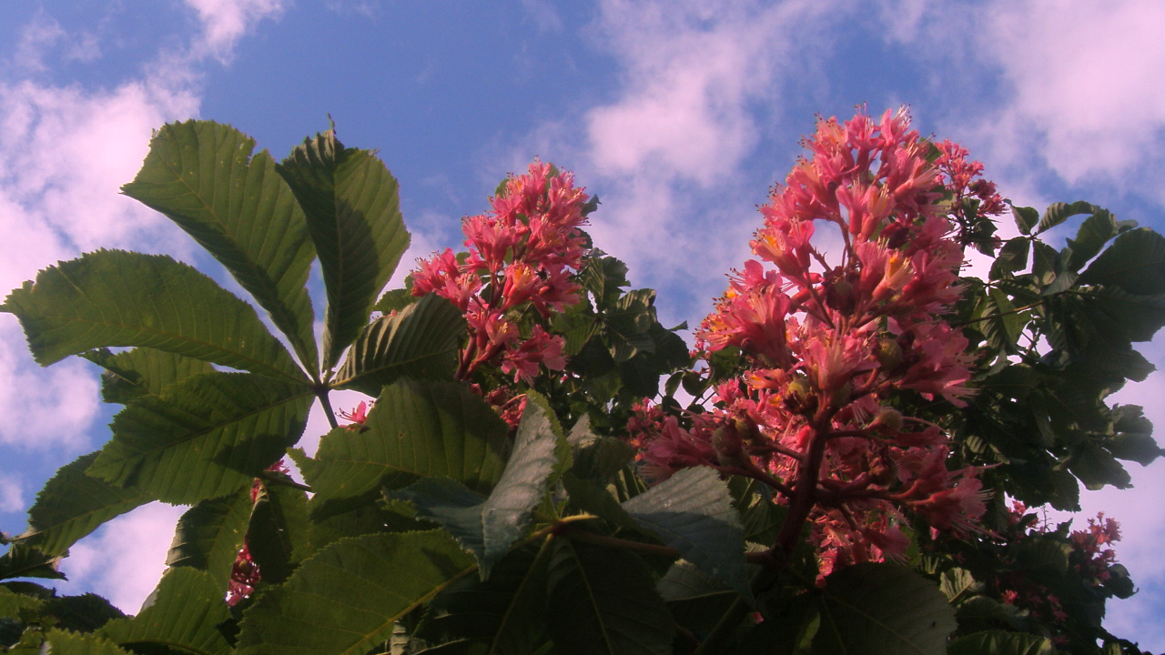 Wallpapers Nature Flowers des fleurs dans les nuages