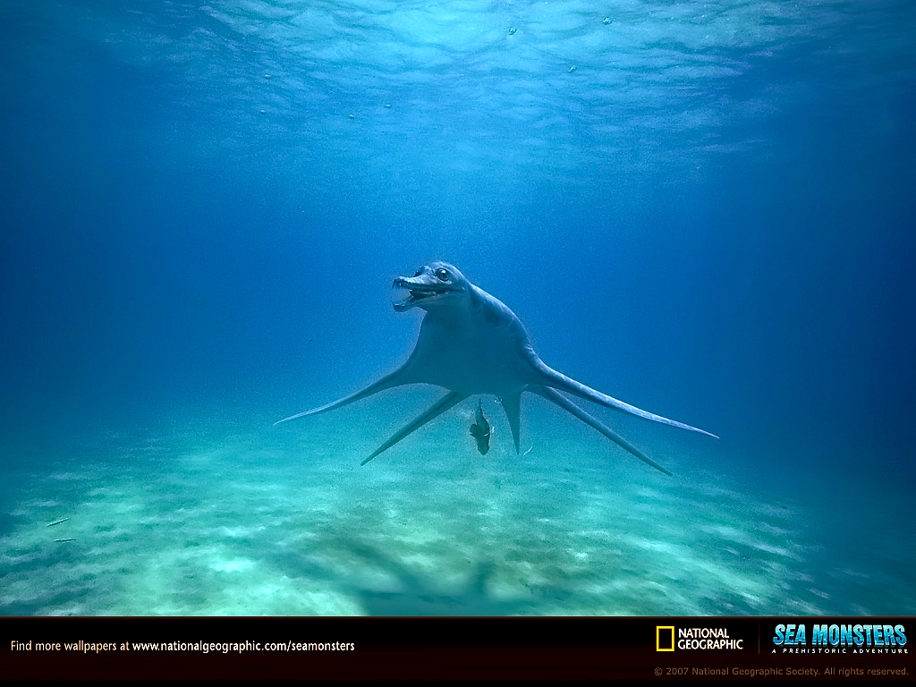 Fonds d'cran Animaux Vie marine - Divers olichorhynchops